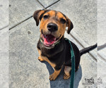 Small #9 Labrador Retriever Mix