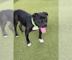 Mutt Dogs for adoption in Waco, TX, USA