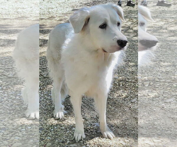 Medium Photo #13 Great Pyrenees Puppy For Sale in Spring, TX, USA