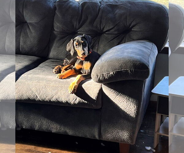 Medium Photo #14 Doberman Pinscher Puppy For Sale in Minneaoplis, MN, USA