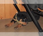Small Photo #10 Rottweiler Puppy For Sale in APPLE CREEK, OH, USA