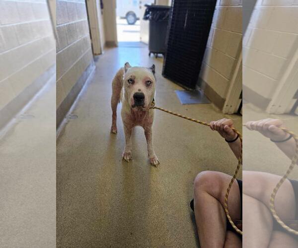 Medium Photo #6 American Pit Bull Terrier-Catahoula Leopard Dog Mix Puppy For Sale in Rockwall, TX, USA