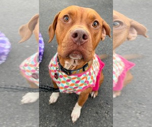 American Pit Bull Terrier-Unknown Mix Dogs for adoption in Germantown, OH, USA