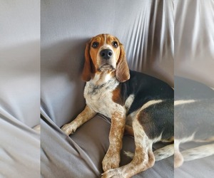 Beagle Puppy for sale in ALEXANDRIA, MO, USA