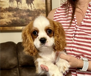 Cavalier King Charles Spaniel Puppy for Sale in VICTORIA, Texas USA