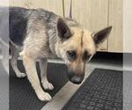 *ASHLEY - Female German Shepherd Dog Dog for Adoption - Small photo
