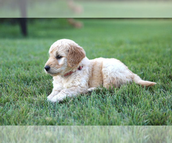 Medium Photo #7 Goldendoodle Puppy For Sale in FREDONIA, KY, USA