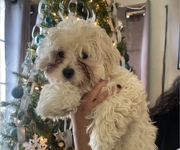 Medium Photo #19 Maltipoo (Miniature) Puppy For Sale in PALMDALE, CA, USA