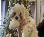 Small #18 Maltipoo (Miniature)