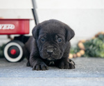 Small Photo #9 Cane Corso Puppy For Sale in BIRD IN HAND, PA, USA