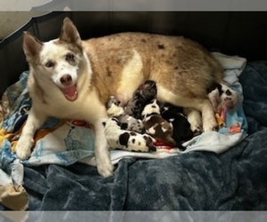 Mother of the Pomsky puppies born on 11/06/2023