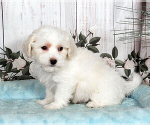 Havachon Puppy for sale in PENNS CREEK, PA, USA