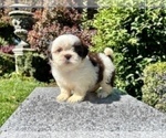 Puppy 3 Shih Tzu
