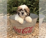 Small #1 Shih Tzu