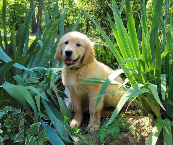Medium Photo #1 Golden Retriever Puppy For Sale in BOWERSVILLE, GA, USA
