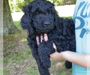 Goldendoodle Puppy for sale in OSYKA, MS, USA