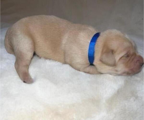 Medium Photo #5 Golden Labrador Puppy For Sale in CRIMORA, VA, USA