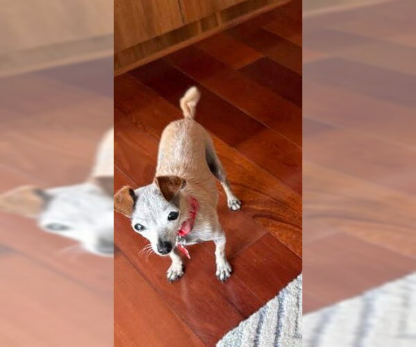 Medium Photo #4 Chiweenie Puppy For Sale in San Diego, CA, USA