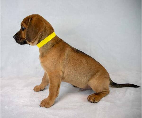 Medium Photo #5 Beabull Puppy For Sale in Kennesaw, GA, USA