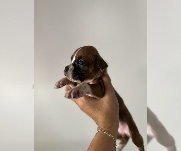 Medium Photo #2 Boxer Puppy For Sale in MORENO VALLEY, CA, USA