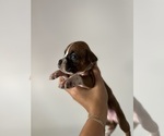 Small #1 Boxer