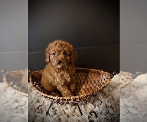 Medium Photo #3 Cavapoo Puppy For Sale in CROSSVILLE, TN, USA