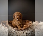 Small #2 Cavapoo