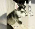 Small Photo #45 Siberian Husky Puppy For Sale in WASHBURN, WI, USA