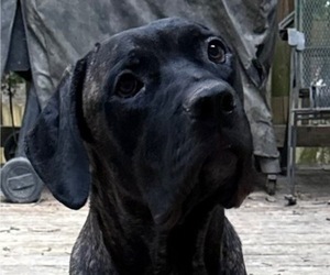 Mother of the Cane Corso puppies born on 05/31/2025