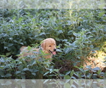 Small Photo #7 Golden Retriever Puppy For Sale in LA RUSSELL, MO, USA