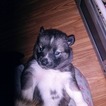 Small Photo #3 Siberian Husky Puppy For Sale in MERSHON, GA, USA