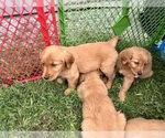 Small #8 Golden Retriever