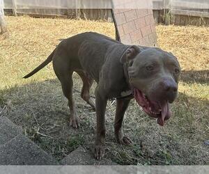 American Pit Bull Terrier Dogs for adoption in Houston, TX, USA