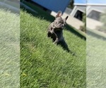 Small Photo #1 Boston Terrier Puppy For Sale in PASCO, WA, USA