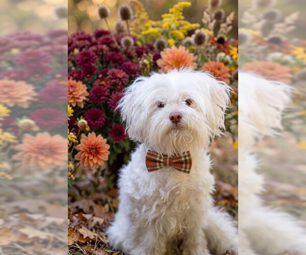 Medium Photo #1 Maltese-Unknown Mix Puppy For Sale in Belleville, IL, USA