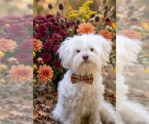 Maltese-Unknown Mix Dogs for adoption in Belleville, IL, USA