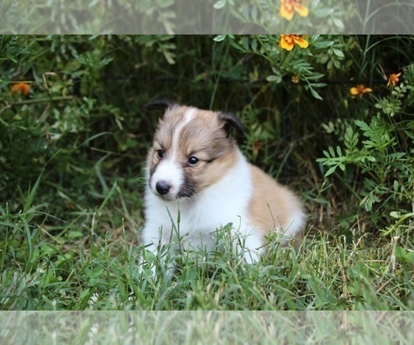 Medium Photo #1 Shetland Sheepdog Puppy For Sale in KINGSPORT, TN, USA