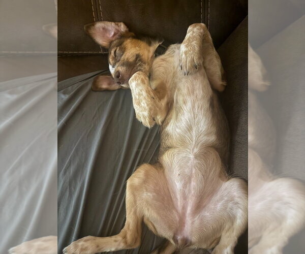 Medium Photo #2 Mutt Puppy For Sale in Salt Lake City, UT, USA