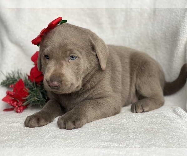 Medium Photo #8 Labrador Retriever Puppy For Sale in CEDAR LANE, PA, USA