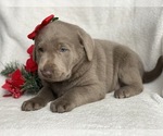 Small Photo #8 Labrador Retriever Puppy For Sale in CEDAR LANE, PA, USA