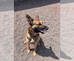 Small #11 German Shepherd Dog Mix