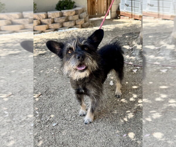 Medium Photo #3 Mutt Puppy For Sale in Marina Del Rey, CA, USA