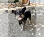 Small #2 Mutt