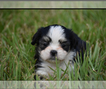 Small #1 Auss-Tzu