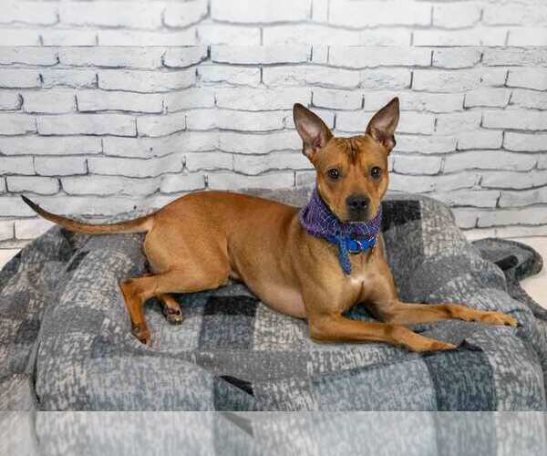 Medium Photo #4 Mutt Puppy For Sale in Kennesaw, GA, USA