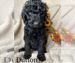 Small Photo #2 Goldendoodle Puppy For Sale in PIEDMONT, SC, USA