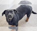 MIMI - Female Chihuahua Dog for Adoption - Small photo