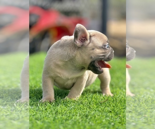 Medium Photo #4 French Bulldog Puppy For Sale in SAN FRANCISCO, CA, USA