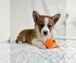 Small #2 Miniature Australian Shepherd-Pomsky Mix
