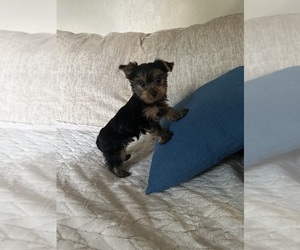 Yorkshire Terrier Puppy for Sale in VIRGINIA BEACH, Virginia USA